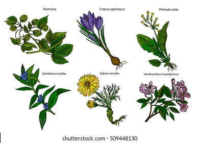 Set of medicinal plants. Botanical plant illustration. Vector hand drawn collection of medicinal, cosmetics herbs