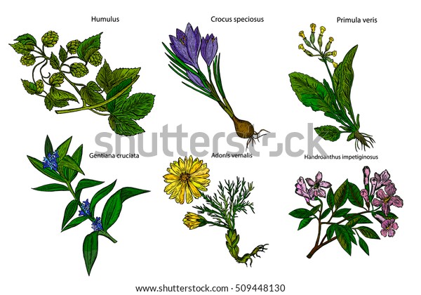 Set Medicinal Plants Botanical Plant Illustration Stock Vector (royalty 