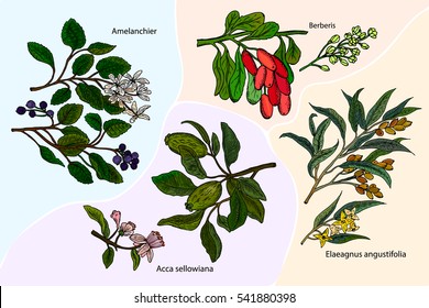 Set of medicinal plants: Elaeagnus angustifolia, Feijoa, Amelanchier, Berberis. Hand drawn botanical vector illustration.