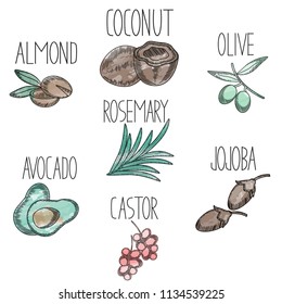 Set of medicinal plants and fruits avocado,castor,jojoba,olive,coconut,almond,rosemary in sketchy watercolor style. Icons for medical and beauty products logo,flyer,banner,branding . Vector cosmetic