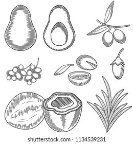Set of medicinal plants and fruits avocado,castor,jojoba,olive,coconut,almond,rosemary in sketchy outline style. Icons for medical and beauty products logo,flyer,banner,branding . Vector cosmetic