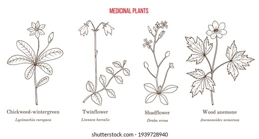 Set of medicinal plants. Hand drawn botanical vector illustration