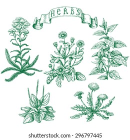 The set of medicinal plants. Hand drawn sketch of yarrow, calendula, stinging nettle, ribwort,  dandelion and banner with inscription -  herbs.