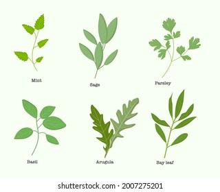 A set of medicinal plants with an inscription for use in web design or clipart