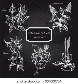 Set of medicinal plants on blackboard. Peppermint, plantain, bidens, sage, thyme vector isolated. Hand drawn healing herbs. Hand drawn illustration for print, decoration, image, design, label. EPS10