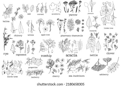 Set Medicinal Plants Trees Leaves Fruits Stock Vector (Royalty Free ...