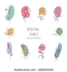 Conjunto de plantas medicinales.Recolección de plantas aisladas, botánicas y curadoras. Diseño de hierbas cosméticas. Línea de arte con formas abstractas coloridas.Contorno. Ilustración vectorial.