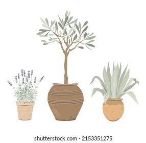 Set von mediterranen Topfpflanzen. Lavendel, Olivenbaum und Blau in Blumentöpfen. Design-Elemente für Garten- oder Wohnungsdekoration. Vektorgrafik