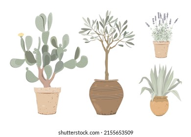 Set of Mediterranean potted plants. Lavender, prickly pear, olive tree, and blue agave in flower pots. Design elements for garden or home decor. Vector illustration