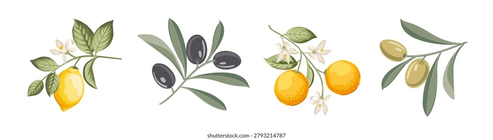 Set of mediterranian fruit elements. Collection of lemon, olives, orange on,a white background. Vector illustration bundle.