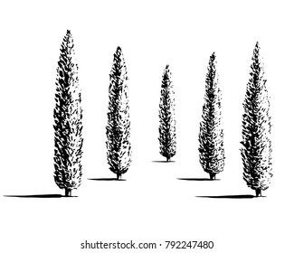Set of Mediterranian, Italian or Tuscan cypresses illustration. Valley of trees of different sizes. Black sihlouette of coniferous evergreen Pencil pine isolated on white background. svg