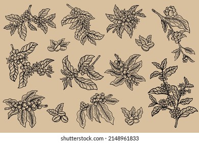 Set Mega Collection Bundle Branch of coffee with beans and leaf tree hand drawn for Shop Cafe Restaurants illustration