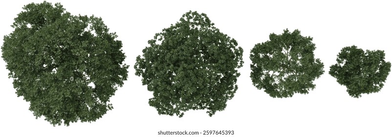 set of Melia,Ligustrum trees on transparent background from the top view