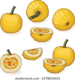 Set of Mellow Yellow Pumpkin. Winter squash. Cucurbita pepo. Fruits and vegetables. Clipart. Isolated vector illustration.