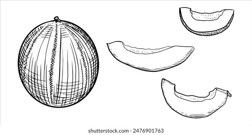 Set of melon and cut slices of melon isolated, line art, sketch 