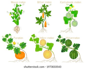 Set of melon plants with roots on a white background.