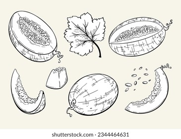 Conjunto de melones y rebanadas de melón. Estilo de esbozo dibujado a mano. 