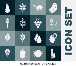 Poner termómetro de meteorología, cabeza humana con hoja, cometa, suciedad de flecha de ruedas, hojas de hoja, palo de cuentagotas, ícono de peras y frutas de uva. Vector