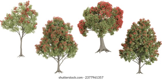 set of Metrosideros,Corymbia ficifolia,eucalyptus ficifolia on transparent background, 3D rendering