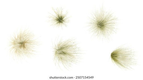 Set of Mexican feather grass cutout with transparent background, great for digital composition and architecture visualization,from top view