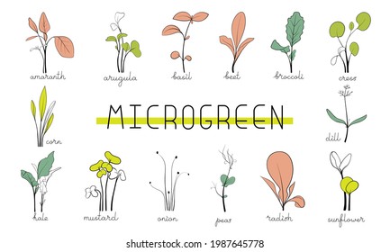 Set Microgreens color sketch vector illustration. Green for home gardening. Amaranth, arugula, peas. dill, corn, broccoli, sunflower, mustard, basil sprouts for eating