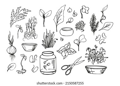 Set of microgreens doodle illustration. Vector hand drawn sketch art.