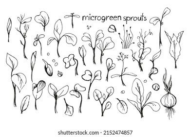 Conjunto de ilustraciones de doodle de microgreens. Esbozo dibujado a mano por vectores.