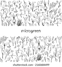 Set of microgreens doodle illustration. Vector hand drawn sketch background