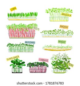Set of Microgreens Icons Isolated on White Background. Corn, Arugula and Beets, Radish, Mustard and Wheat with Sunflower, Cabbage and Green Peas. Healthy Food Sprouts. Cartoon Vector Illustration