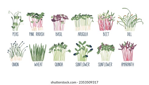 Establezca Microvegetales. Mares Aislados, Radises Rosa, Basil Y Arugula. Abeja, Dill, Cebolla, Trigo O Quinua. Girasol, Amaranth