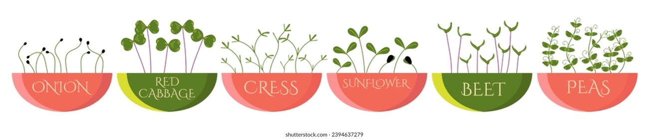 Set of Microgreens in pots. Onion, Red cabbage, Cress, Sunflower, Beet, Peas. Useful eco-product. Flat design. Healthy green seedlings. Vector illustration isolated on white background, hand drawn