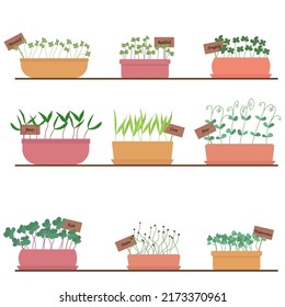 Set of microgreens vector illustration. Microgreens growing in pots, plants at home on a shelf.Growing plants at home