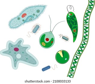 Set of microscopic unicellular organisms: protozoa (Paramecium caudatum, Amoeba proteus, Chlamydomonas, Euglena viridis), green algae (Chlorella, Spirogyra) and bacteria isolated on white background