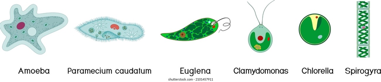 Set of microscopic unicellular organisms: protozoa (Paramecium caudatum, Amoeba proteus, Chlamydomonas, Euglena viridis) and green algae (Chlorella, Spirogyra) isolated on white background