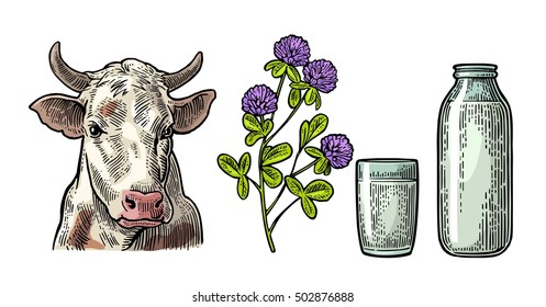 Set Milk farm. Cow head, clover, glass and bottle. Vector engraving vintage color illustration. Isolated on white background.