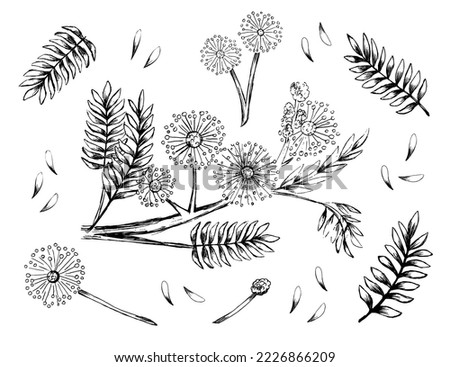set mimosa bashful perennial sketch hand drawn