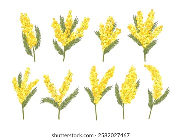 Set of Mimosa flower branches collection kit, Blooming spring flower, yellow Mimosa Bouquet, botanical herb plant, isolated on white background, cartoon flat vector illustration.