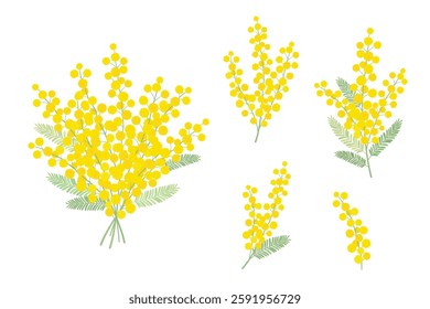 Set of mimosa flowers vector illustration