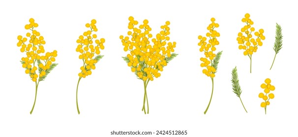 Set von Mimosa-Blumen. Gelbe Frühlingsblumen, Mimosenstrauß. Vektor-Illustration isoliert auf weißem Hintergrund.