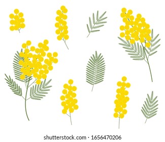 Set Of Mimosa Vector Illustrations. Spring Flowers Botanical