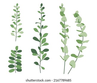 Set of minimalist botanical branch of eucalyptus.