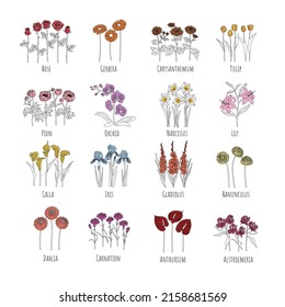 Set of minimalistic main flowers: Rose, Gerbera, Chrysanthemum, Tulip, Pion, Orchid, Narcissus, Lily, Calla, Iris, Gladiolus, Ranunculus, Dahlia, Carnation, Anthurium, Alstroemeria. Editable string. 