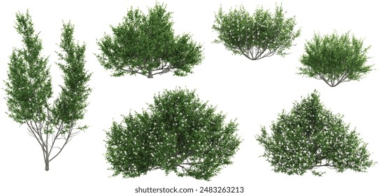 set of Mint bush plants on transparent background, 3D rendering