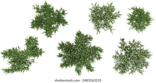 set of Mint bush plants on transparent background, 3D rendering from top view