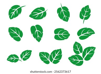 set of mint leaf vector illustration. isolated on white background. Vector eps 10. perfect for wallpaper or design elements