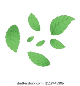 A set of mint leaves in assortment, different sizes and shapes, colored, green. Vector illustration, flat cartoon design, isolated on white background, eps 10.
