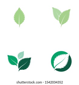 Set Of Mint Leaves Flat Vector Color Icon Template