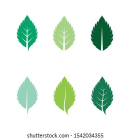 set of mint leaves flat vector color icon template