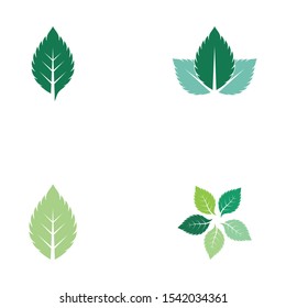 set of mint leaves flat vector color icon template