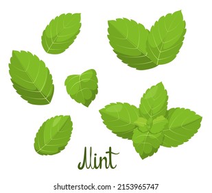 A set of mint leaves on a white background. Herbs. Vector illustration.
